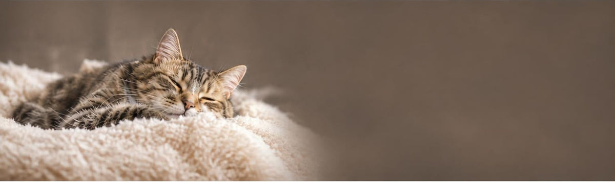 Made for Cats. Designed for Your Home.