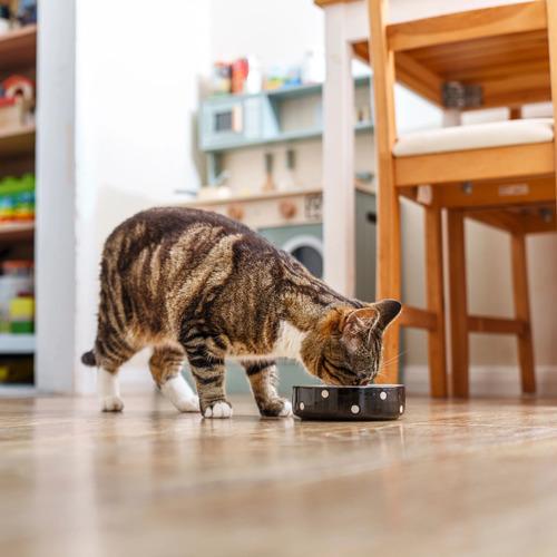 Feeding & Hydration
